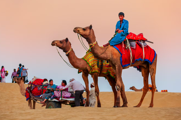 camel